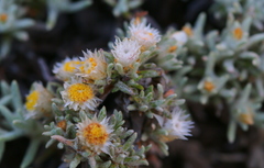 Helichrysum cerastioides