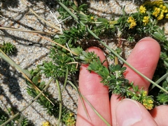 Galium arenarium