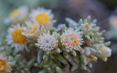 Helichrysum cerastioides