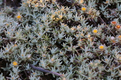 Helichrysum cerastioides