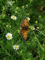 Melitaea
