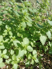 author not stated, no rights reserved Urtica urens, photograph author not stated, no rights reserved