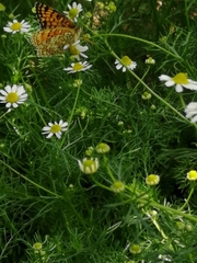 Melitaea
