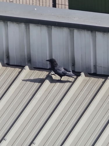 Carrion Crow