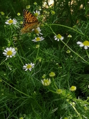Melitaea
