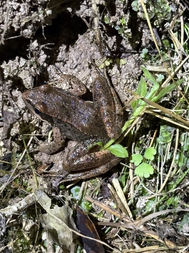 Iberian Frog
