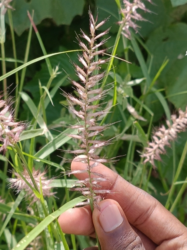 feathery pennisetum