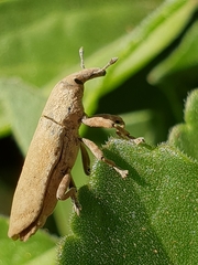 Gasteroclisus