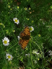Melitaea