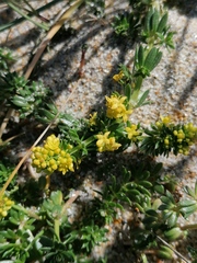 Galium arenarium