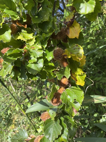 European beech