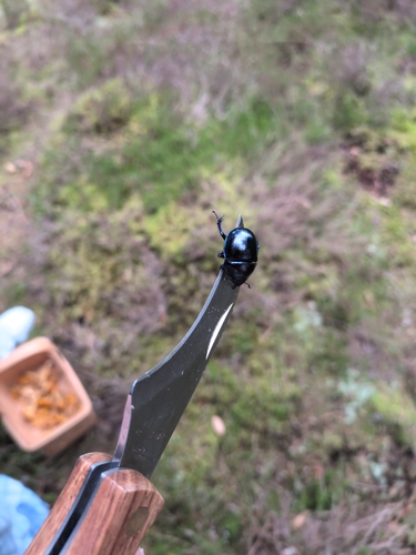 Springtime Dung Beetle