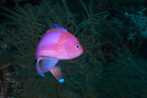 Pseudanthias pleurotaenia observed 2026-09-16