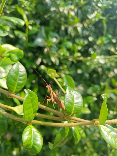 European Mantis