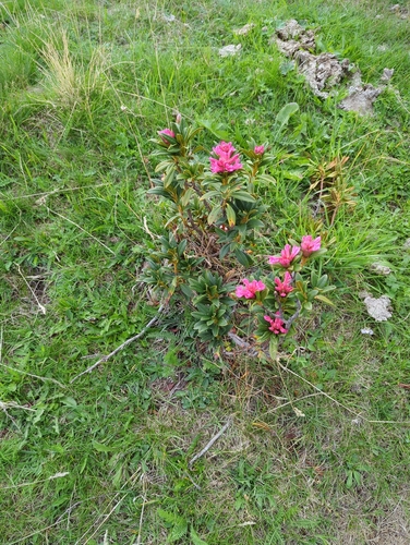 Rhododendron ferrugineum, photograph 6