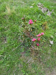 Rhododendron ferrugineum, photograph (c) Carlo Mangiagalli, some rights reserved (CC BY)