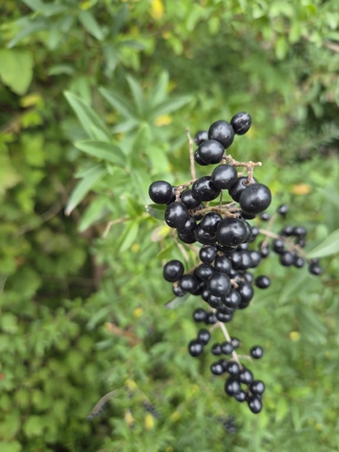 Common Privet