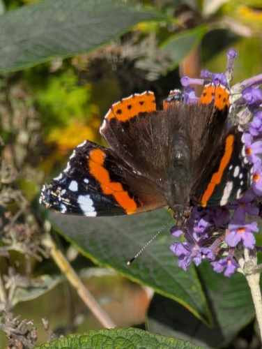 Red Admiral