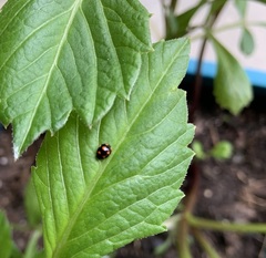 Brachiacantha ursina