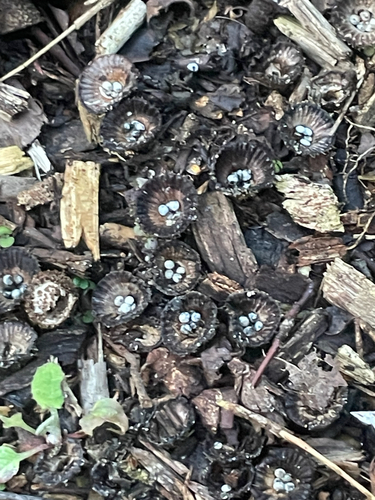 fluted bird's nest fungus