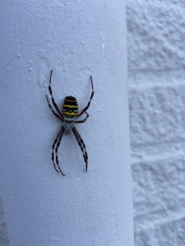 Wasp Spider