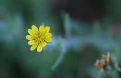 Osteospermum muricatum