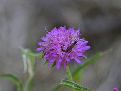 Oedemera pthysica