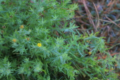 Osteospermum muricatum