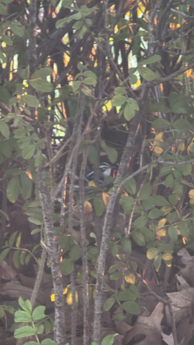 Black-and-white Warbler
