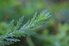 Osteospermum muricatum