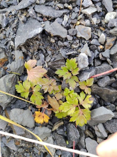 Creeping buttercup