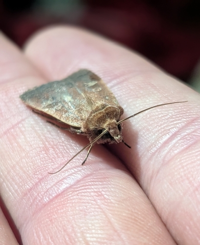 Square-spot Rustic