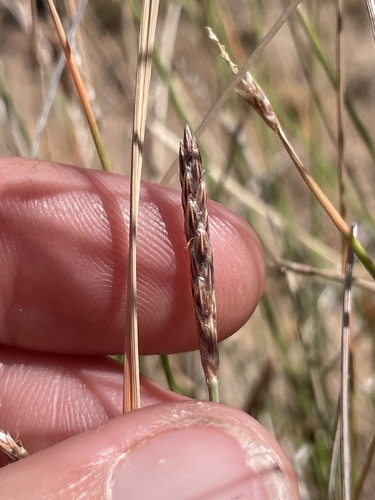 Eleocharis pallens, 2026-09-16