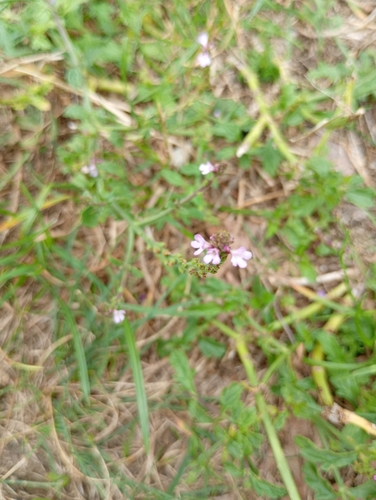 Common vervain