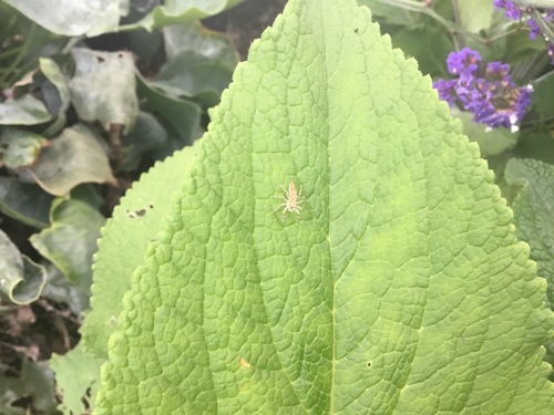 Bronze Hopper