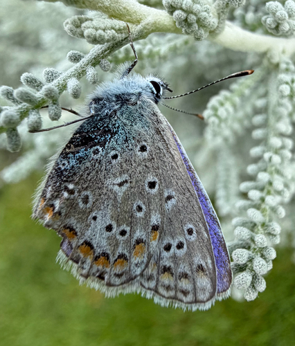 Common Blue