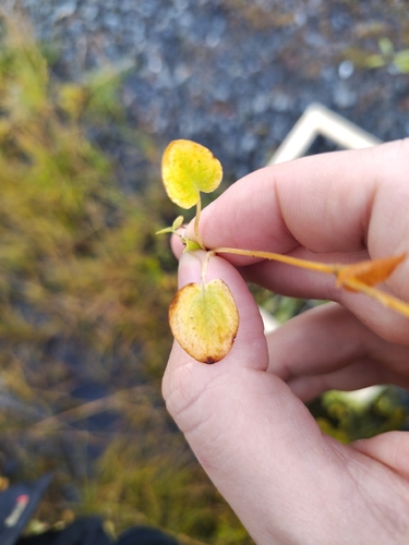 marsh grass-of-Parnassus