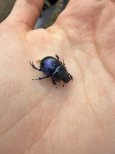 Springtime Dung Beetle