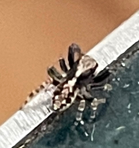 House Jumping Spider