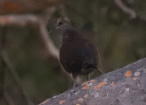 iNaturalist image