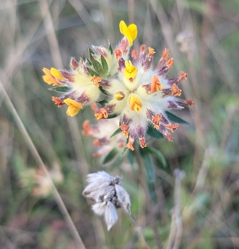 Common Kidney-Vetch