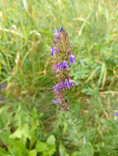 Hyssop