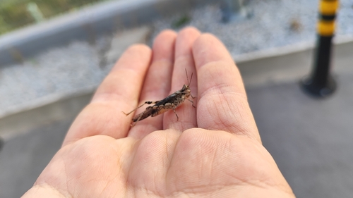 Slender Digging Grasshopper