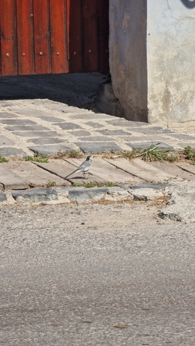 White Wagtail