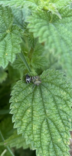 Southern Green Stink Bug