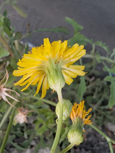 Sonchus tenerrimus, photograph 2