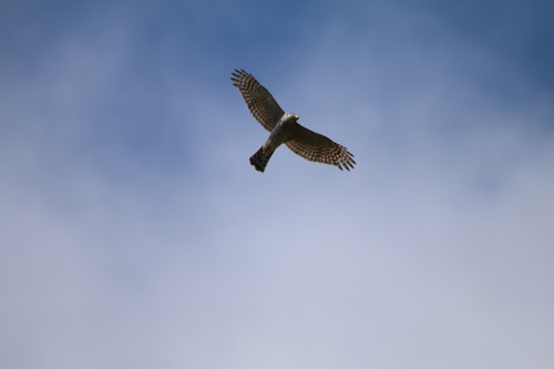 Eurasian Sparrowhawk