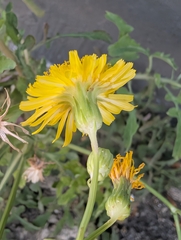 Sonchus tenerrimus, photograph author not stated, no rights reserved