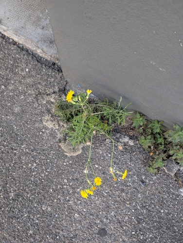 Sonchus tenerrimus, photograph 4