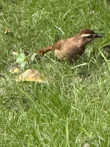 White-browed Laughingthrush